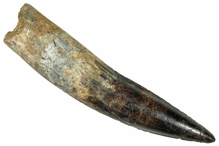 Bargain, Real Fossil Spinosaurus Tooth - Restored Root #272445